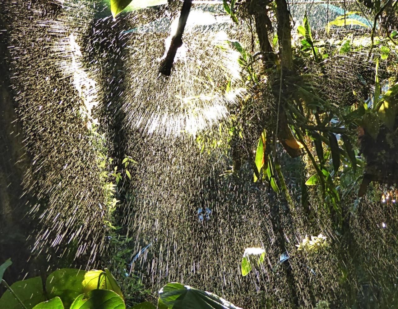 Pura Vida Hotel Alajuela Buitenkant foto