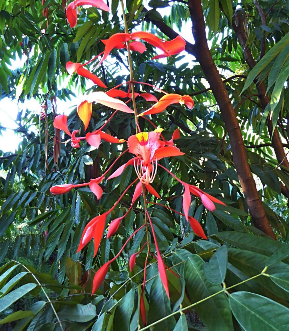 Pura Vida Hotel Alajuela Buitenkant foto