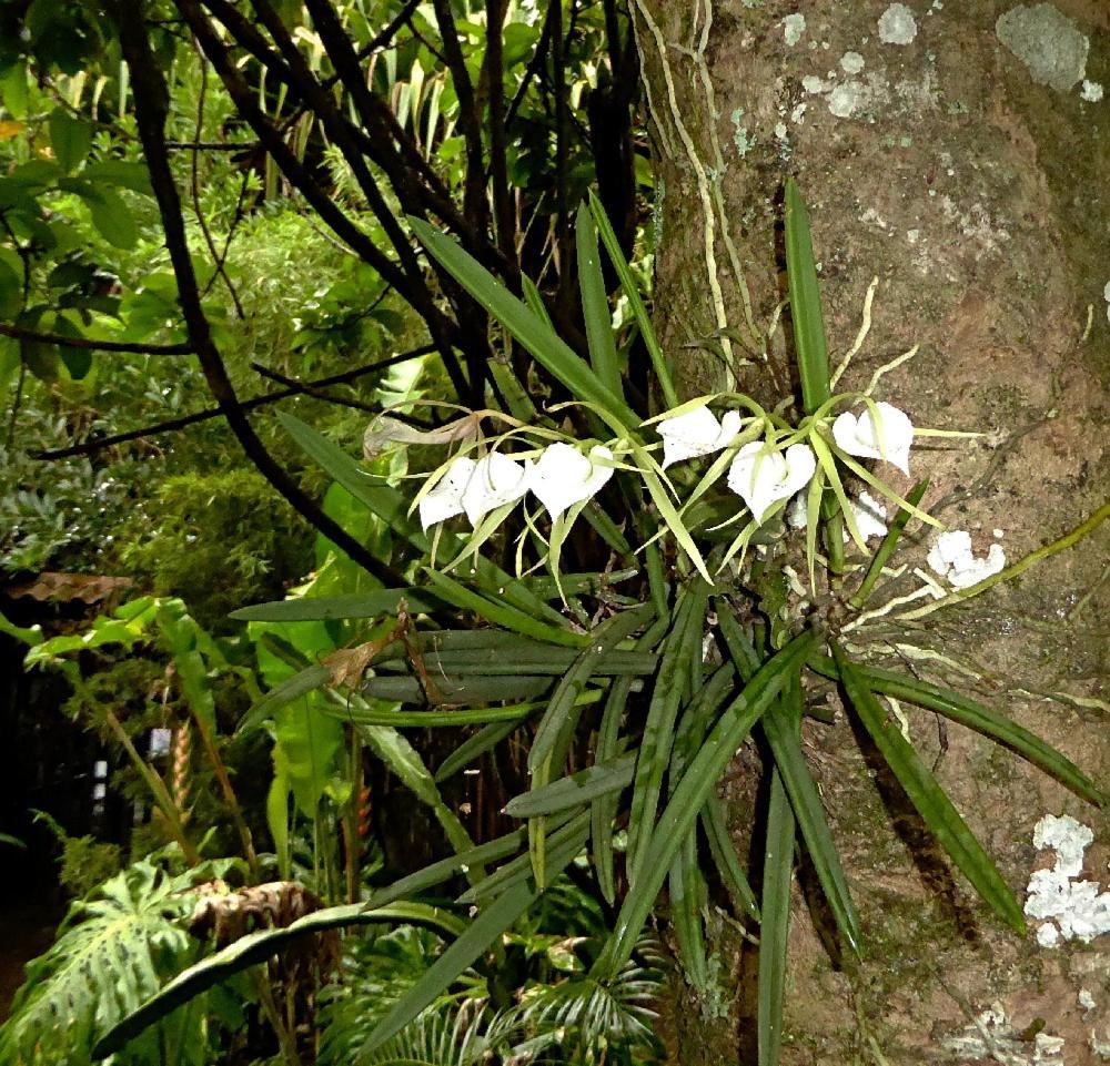 Pura Vida Hotel Alajuela Buitenkant foto